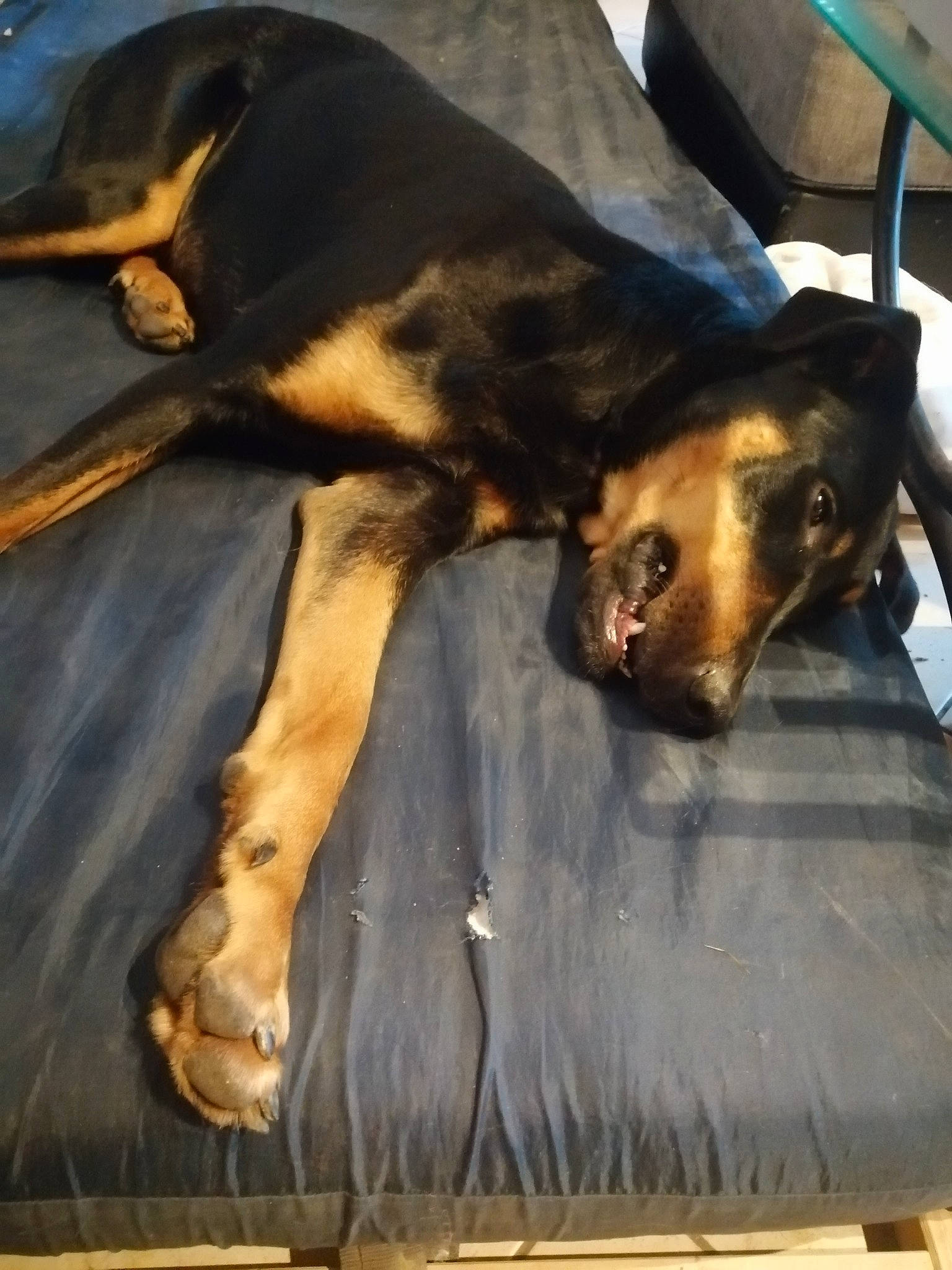 Shadow participe au concours pour gagner de l'argent avec cette photo : canidae, carnivore, comfort, companion_dog, dobermann, dog, dog_breed, fawn, fur, guard_dog, metal, nap, paw, snout, sporting_group, tail, toy_dog, wood, working_animal, working_dog