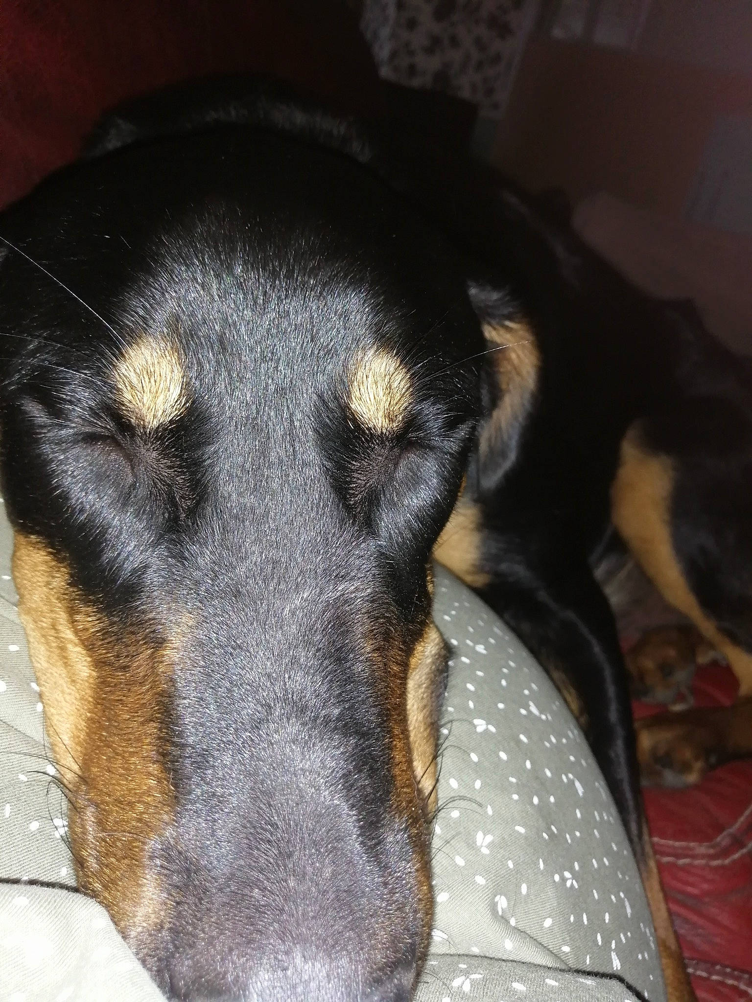 Shadow participe au concours pour gagner de l'argent avec cette photo : carnivore, companion_dog, dog, dog_breed, ear, fur, guard_dog, montenegrin_mountain_hound, paw, pet_supply, pinscher, puppy, scent_hound, snout, terrestrial_animal, toy_dog, whiskers, working_animal, working_dog