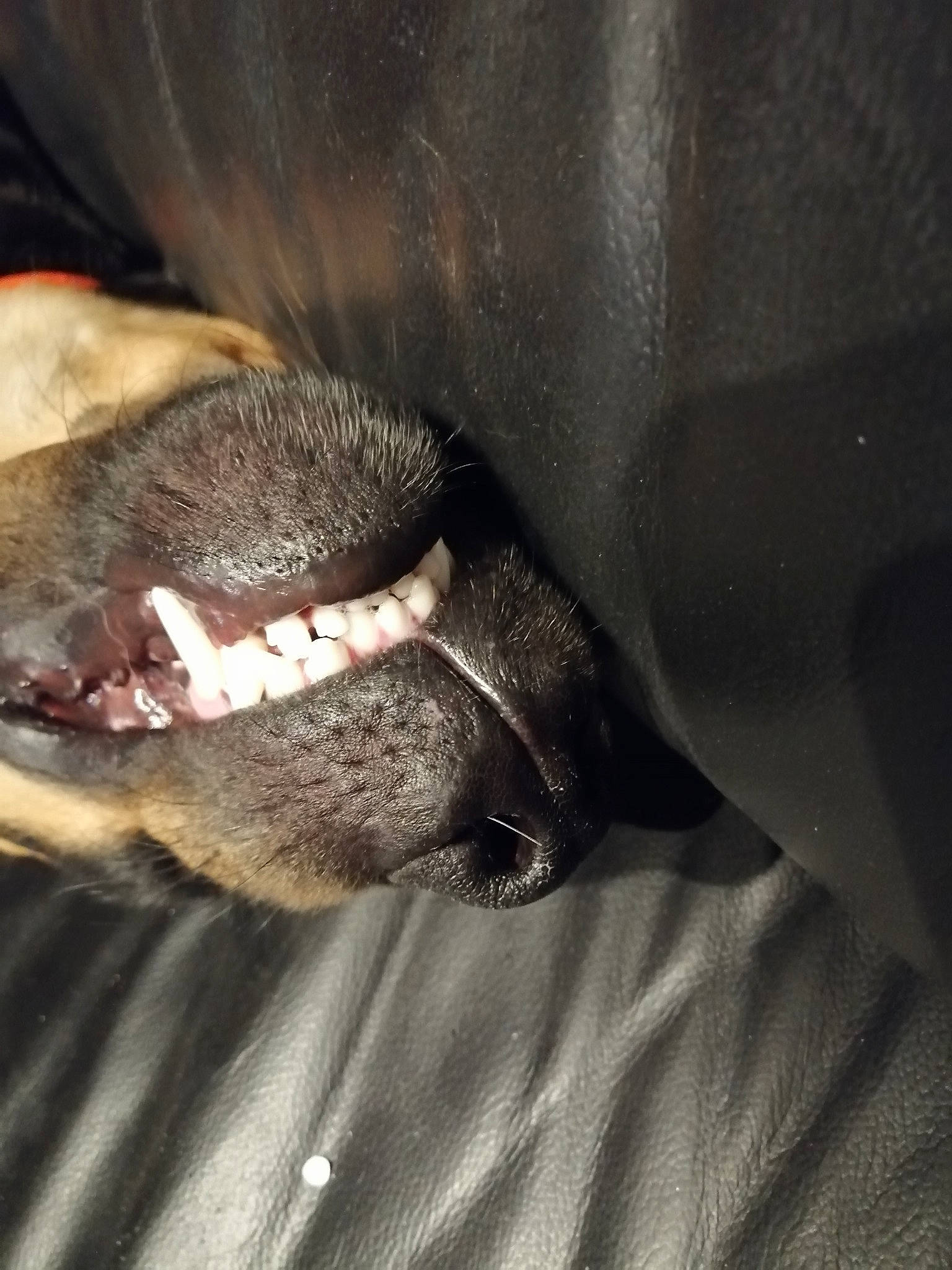 Shadow a rejoint le concours — aidez-le/la à gagner de superbes lots ! canidae, carnivore, collar, comfort, companion_dog, dog, dog_breed, ear, fawn, foot, fur, jaw, liver, paw, snout, sporting_group, terrestrial_animal, whiskers, working_animal, wrinkle