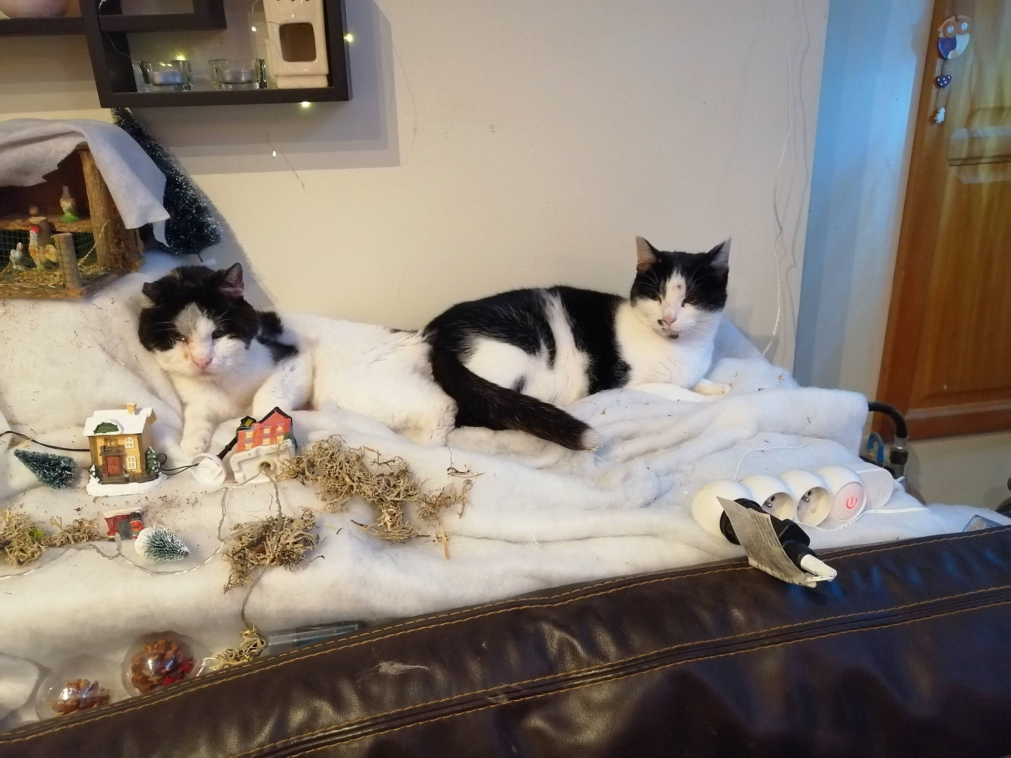 Chocolat a rejoint le concours — aidez-le/la à gagner de superbes lots ! bed, bed_sheet, bedding, bedroom, carnivore, cat, comfort, door, event, felidae, flooring, fur, hardwood, linens, mammal, room, small_to_medium_sized_cats, textile, whiskers, wood