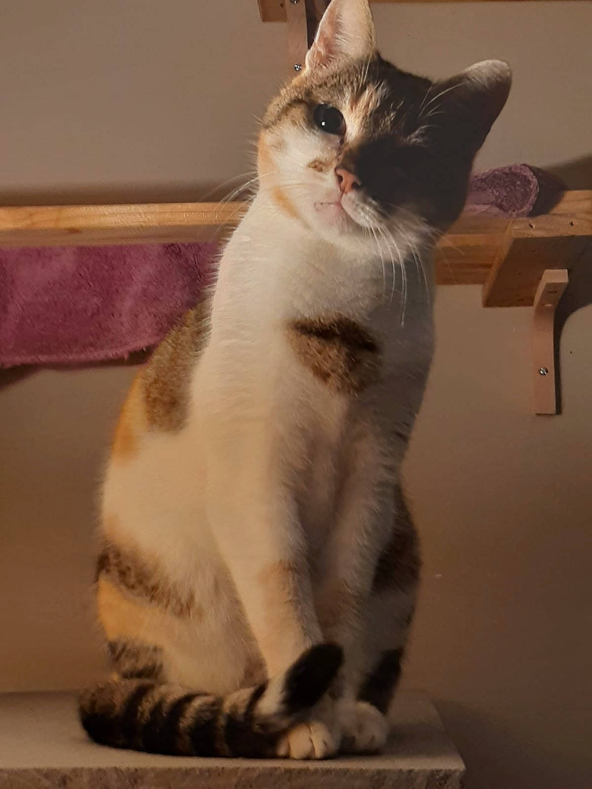 Louise a rejoint le concours — aidez-le/la à gagner de superbes lots ! carnivore, cat, claw, comfort, domestic_short_haired_cat, felidae, fur, paw, sitting, small_to_medium_sized_cats, snout, tail, whiskers, window