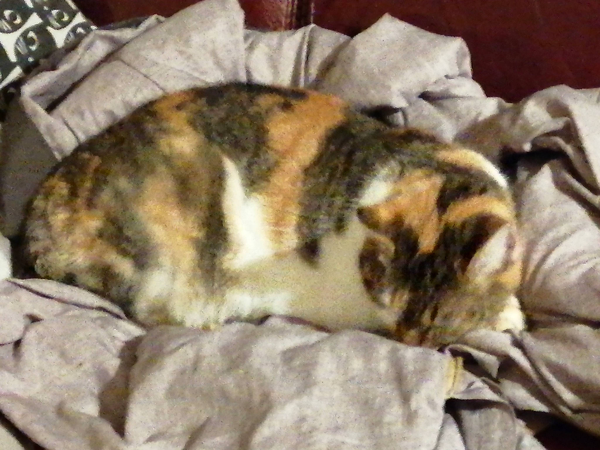 Louise participe au concours pour gagner de l'argent avec cette photo : blanket, carnivore, cat, claw, comfort, domestic_short_haired_cat, duvet, felidae, fur, linens, mammal, nap, paw, small_to_medium_sized_cats, tail, terrestrial_animal, vertebrate, whiskers