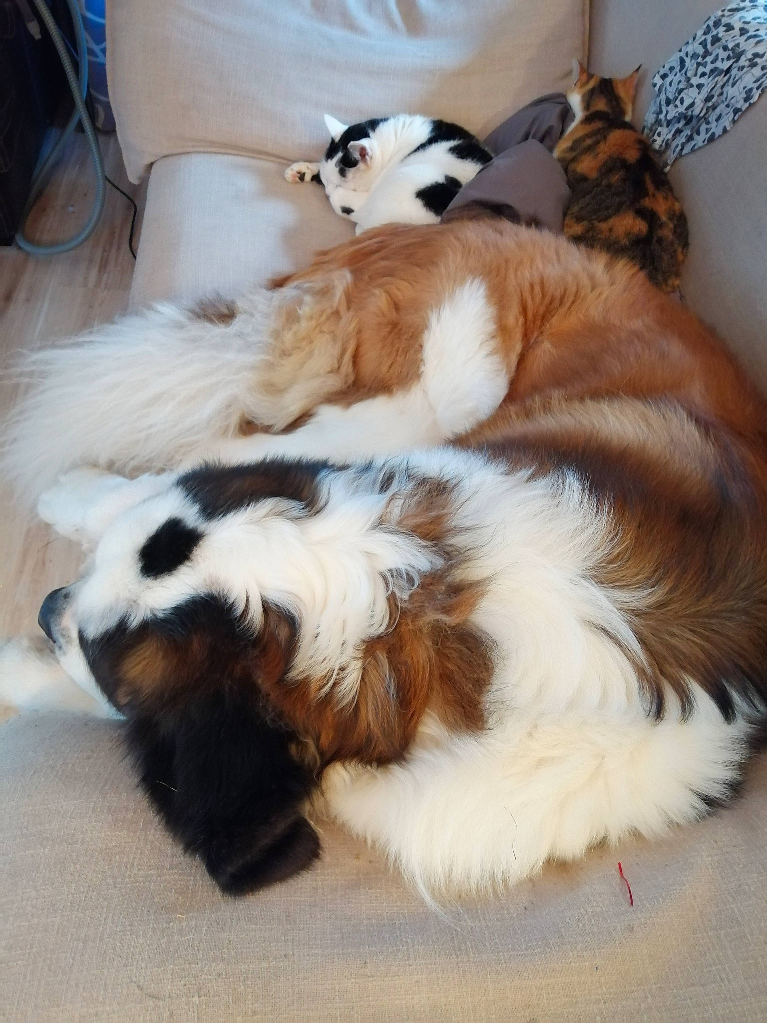 Louise a rejoint le concours — aidez-le/la à gagner de superbes lots ! canidae, carnivore, claw, comfort, companion_dog, dog_breed, fawn, felidae, fur, hardwood, human_leg, liver, paw, small_to_medium_sized_cats, sporting_group, tail, terrestrial_animal, toy, whiskers, wood