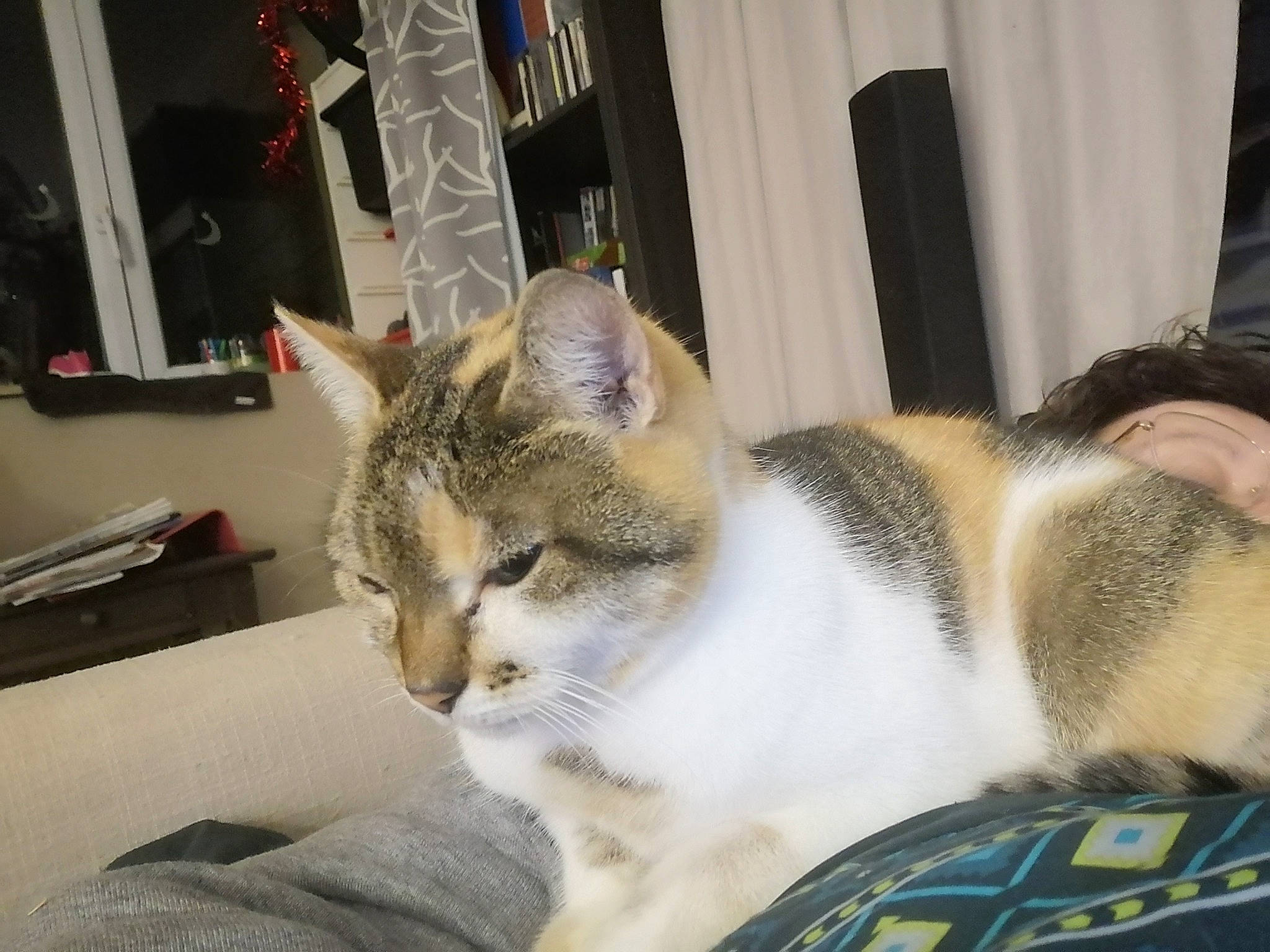 Louise a rejoint le concours — aidez-le/la à gagner de superbes lots ! carnivore, cat, cat_supply, comfort, curtain, domestic_short_haired_cat, felidae, fur, paw, small_to_medium_sized_cats, snout, tail, whiskers, window