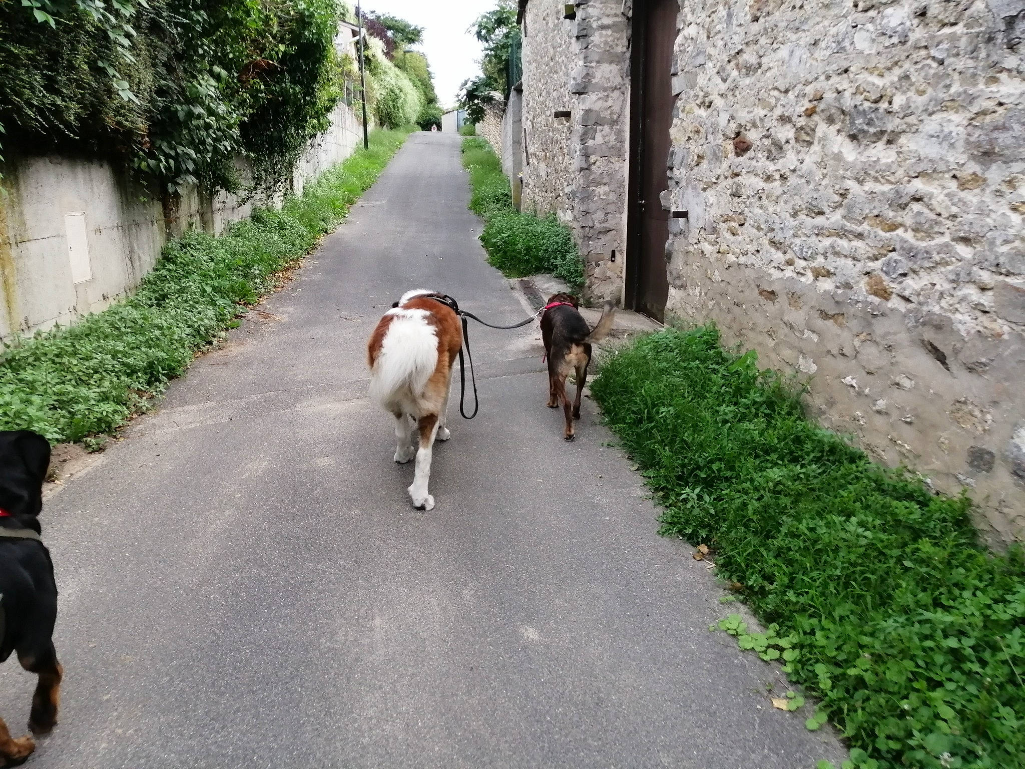 Rainbow participe au concours pour gagner de l'argent avec cette photo : asphalt, canidae, carnivore, dog_breed, fawn, grass, infrastructure, landscape, lane, livestock, plant, road, road_surface, sidewalk, sky, sporting_group, street, tree, walking, working_animal
