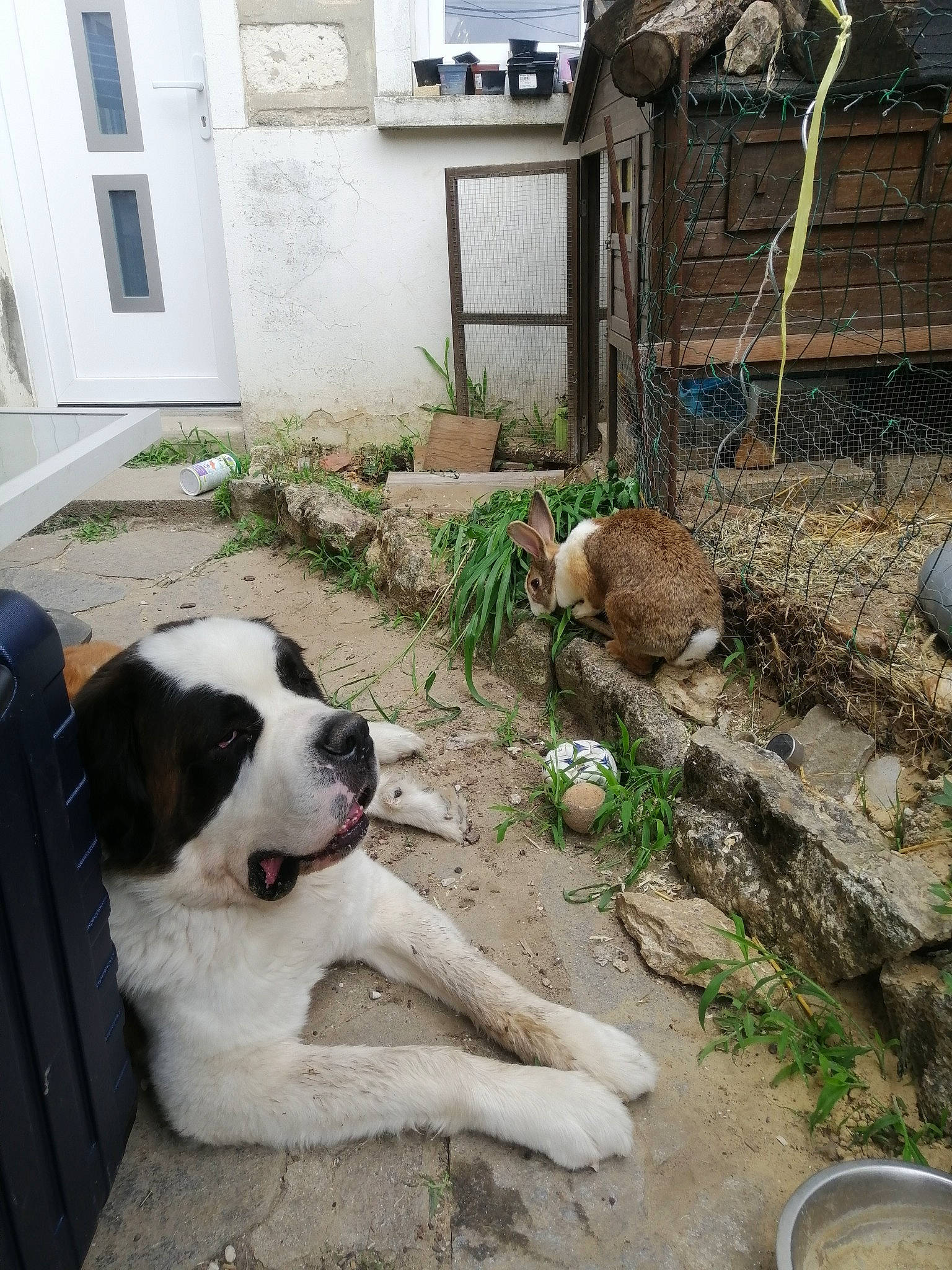 Rainbow participe au concours pour gagner de l'argent avec cette photo : building, carnivore, chair, companion_dog, dog, dog_breed, flagstone, flooring, garden, grass, groundcover, houseplant, landscape, plant, road_surface, sidewalk, soil, sporting_group, tail, window