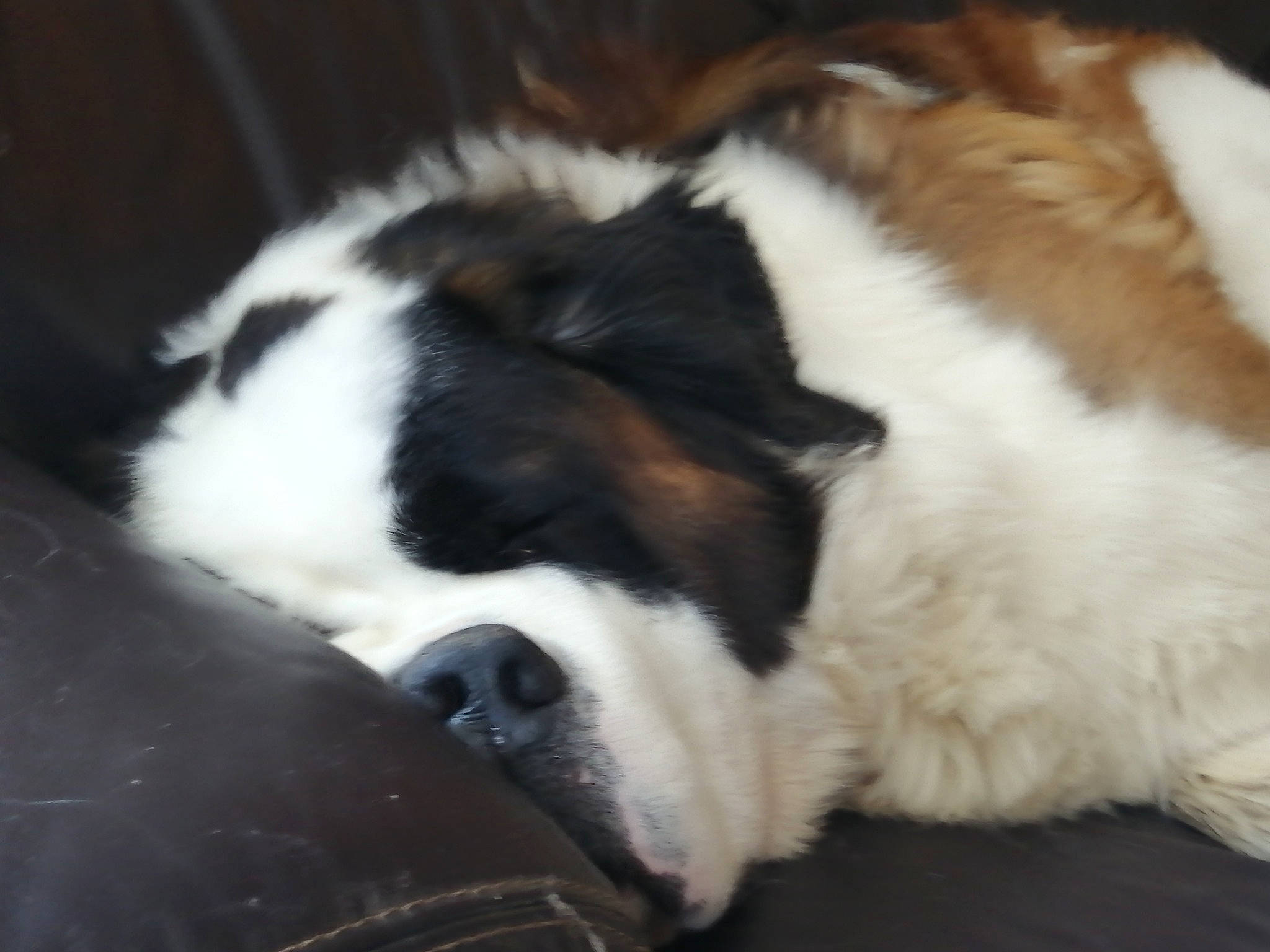 Rainbow a rejoint le concours — aidez-le/la à gagner de superbes lots ! bored, canidae, carnivore, comfort, companion_dog, dog, dog_breed, felidae, fur, nap, paw, sleep, small_to_medium_sized_cats, snout, sporting_group, tail, terrestrial_animal, whiskers