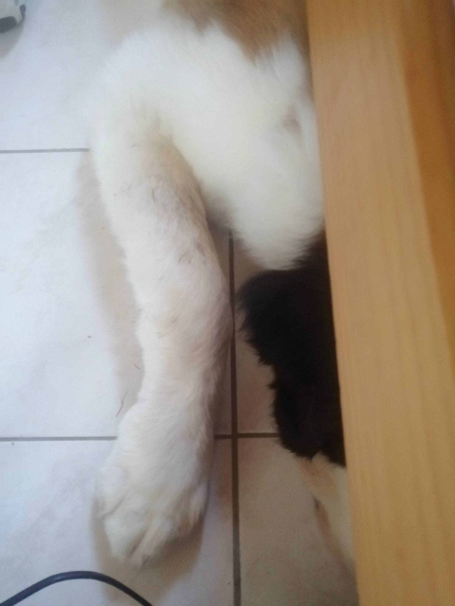 Rainbow participe au concours pour gagner de l'argent avec cette photo : canidae, carnivore, cat, claw, dog_breed, fawn, felidae, flooring, foot, fur, hardwood, paw, small_to_medium_sized_cats, snout, sporting_group, tail, terrestrial_animal, whiskers, wood, wood_stain