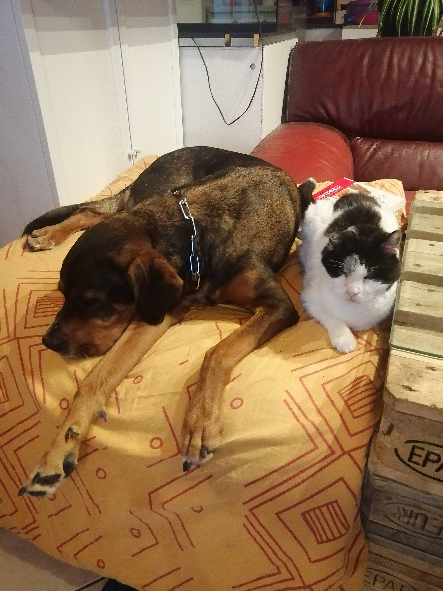 Oko participe au concours pour gagner de l'argent avec cette photo : carnivore, collar, comfort, companion_dog, couch, dog, dog_breed, fawn, felidae, flooring, fur, linens, pet_supply, small_to_medium_sized_cats, snout, sporting_group, vertebrate, whiskers, wood, working_animal