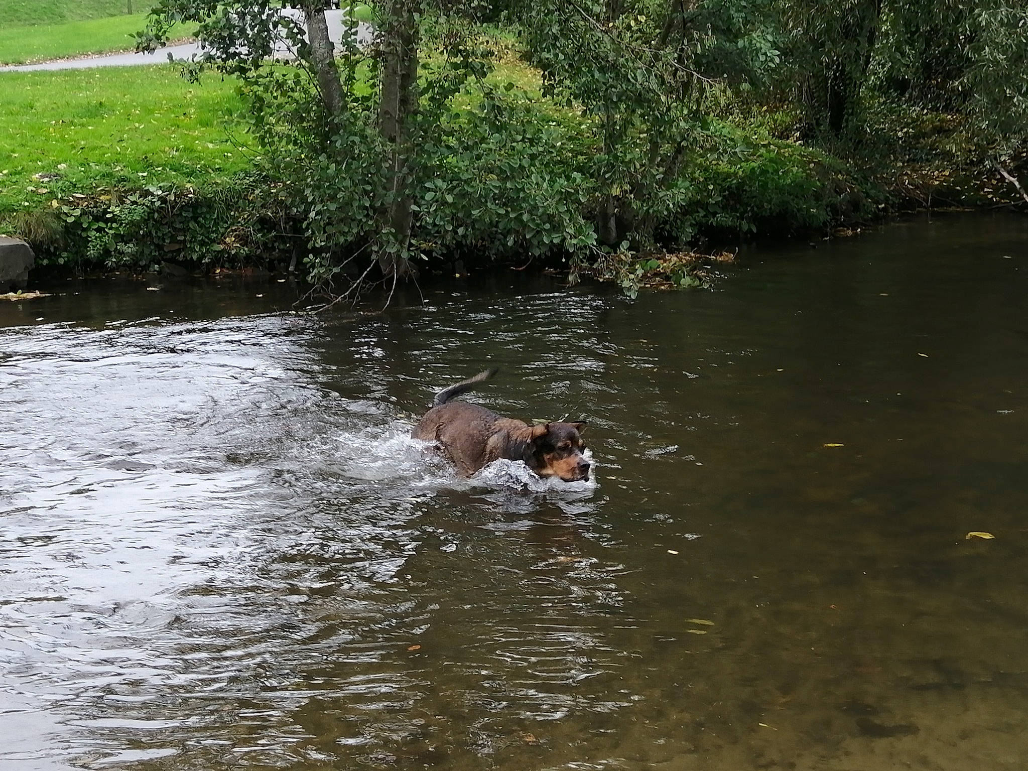 Oko a rejoint le concours — aidez-le/la à gagner de superbes lots ! bank, biome, fluvial_landforms_of_streams, grass, grass_family, groundcover, lake, landscape, leisure, liquid, natural_landscape, plant, recreation, riparian_zone, stream, tree, water, watercourse, wetland, working_animal