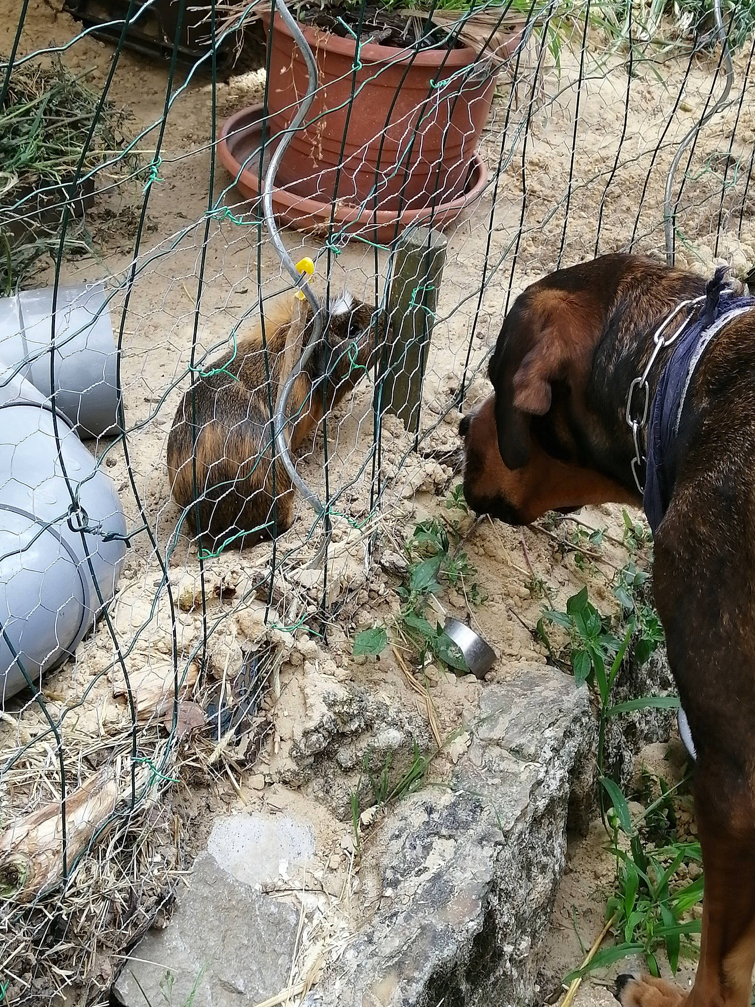 Oko a rejoint le concours — aidez-le/la à gagner de superbes lots ! carnivore, chain_link_fencing, collar, dog, dog_breed, dog_collar, dog_supply, fawn, fence, grass, home_fencing, leash, liver, mesh, pet_supply, plant, terrestrial_animal, wire_fencing, wood, working_animal