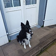 Naya a rejoint le concours — aidez-le/la à gagner de superbes lots ! dog, black_and_white, border_collie, sitting, concrete, door, white_door, shutters, outdoor, pet, animal, canine, pavement, curb, waiting, ears_up, sidewalk, house, door_handle, fur