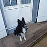 dog, black_and_white, border_collie, sitting, concrete, door, white_door, shutters, outdoor, pet, animal, canine, pavement, curb, waiting, ears_up, sidewalk, house, door_handle, fur
