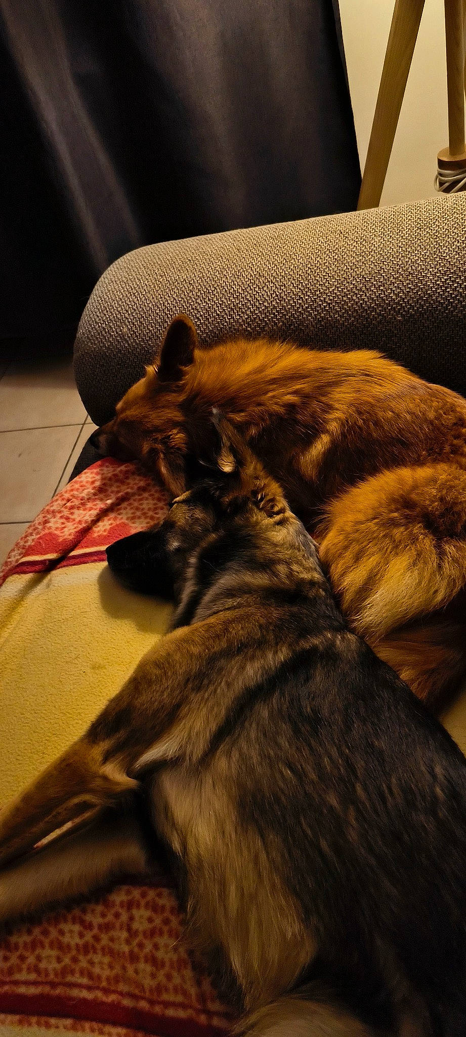 Wendy Et Misstinguet a rejoint le concours — aidez-le/la à gagner de superbes lots ! canidae, carnivore, comfort, companion_dog, dog, dog_breed, fawn, felidae, fur, guard_dog, liver, nap, small_to_medium_sized_cats, sporting_group, tail, terrestrial_animal, tints_and_shades, whiskers, wood, working_animal