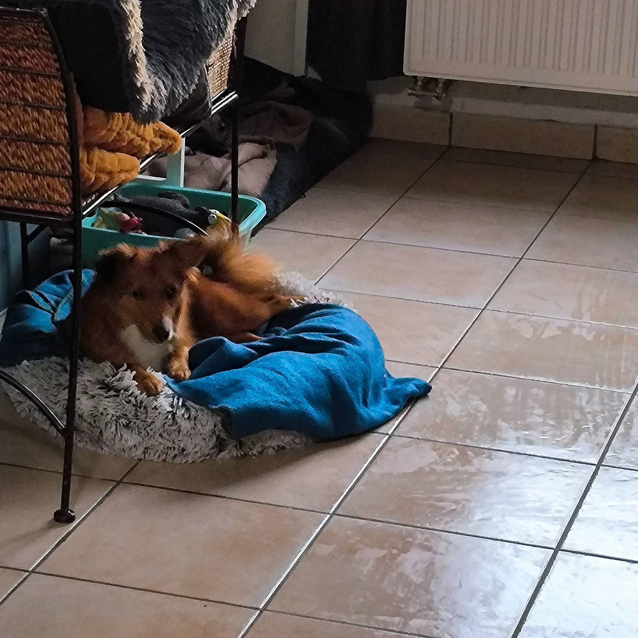 Wendy Et Misstinguet participe au concours pour gagner de l'argent avec cette photo : carnivore, comfort, companion_dog, dog, dog_breed, dog_supply, fawn, flagstone, floor, flooring, hardwood, human_leg, leisure, road_surface, sidewalk, sitting, sporting_group, tile, tints_and_shades, wood