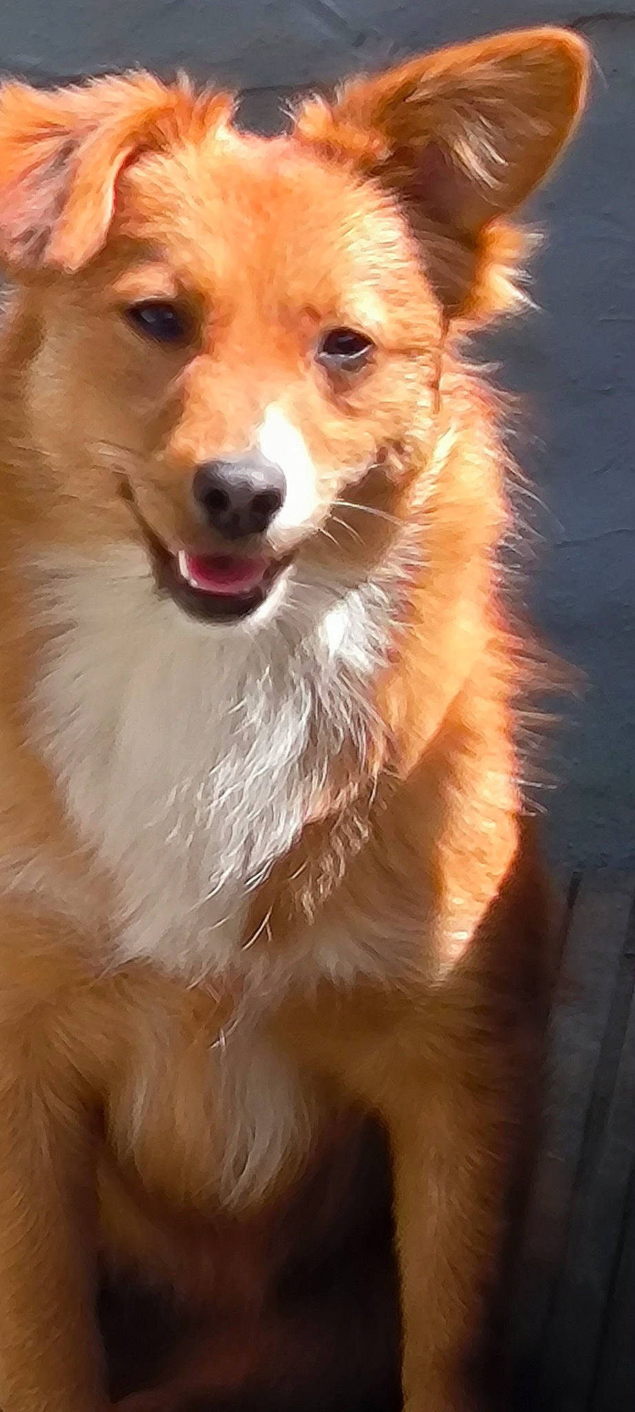 Wendy Et Misstinguet a rejoint le concours — aidez-le/la à gagner de superbes lots ! ancient_dog_breeds, canidae, carnivore, companion_dog, dog, dog_breed, fawn, fur, plant, snout, sporting_group, terrestrial_animal, whiskers, wildlife, working_dog