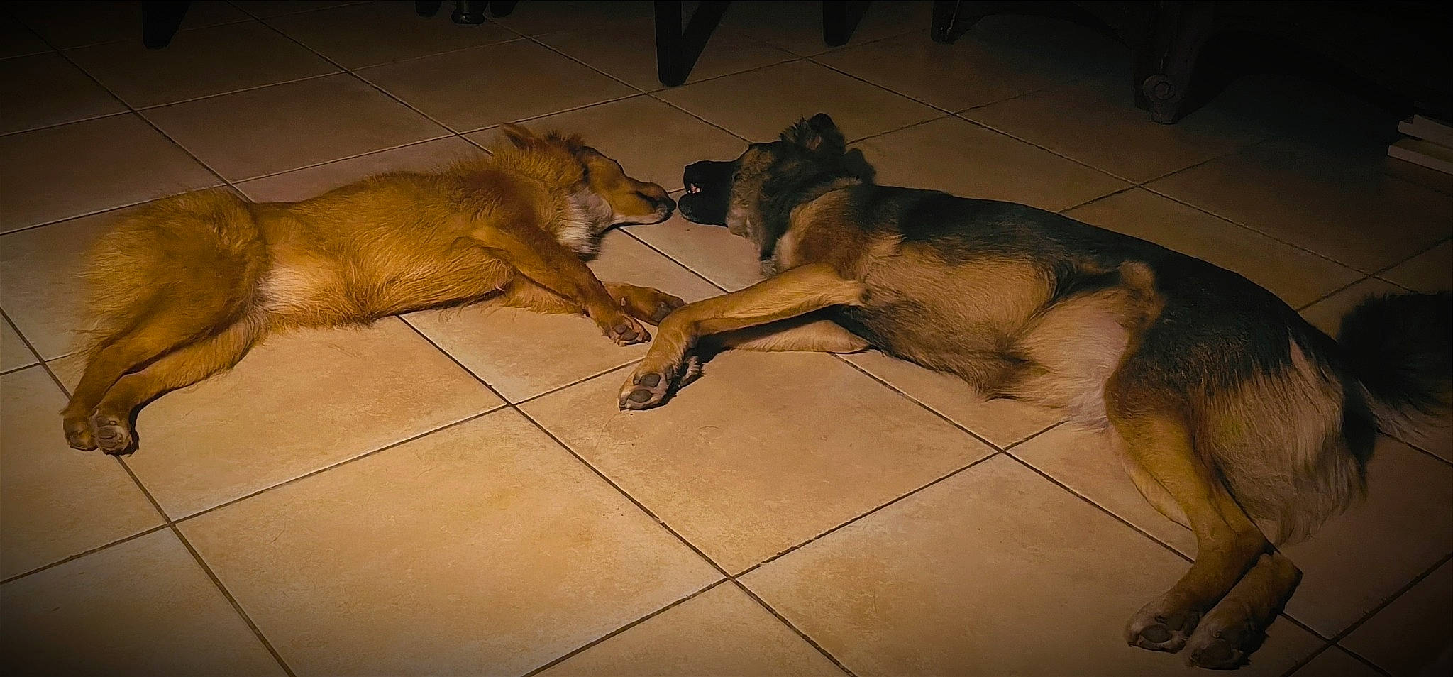 Wendy Et Misstinguet a rejoint le concours — aidez-le/la à gagner de superbes lots ! big_cats, canidae, carnivore, claw, dog, dog_breed, fawn, felidae, floor, flooring, fur, lion, masai_lion, paw, snout, tail, terrestrial_animal, tile_flooring, whiskers, wildlife