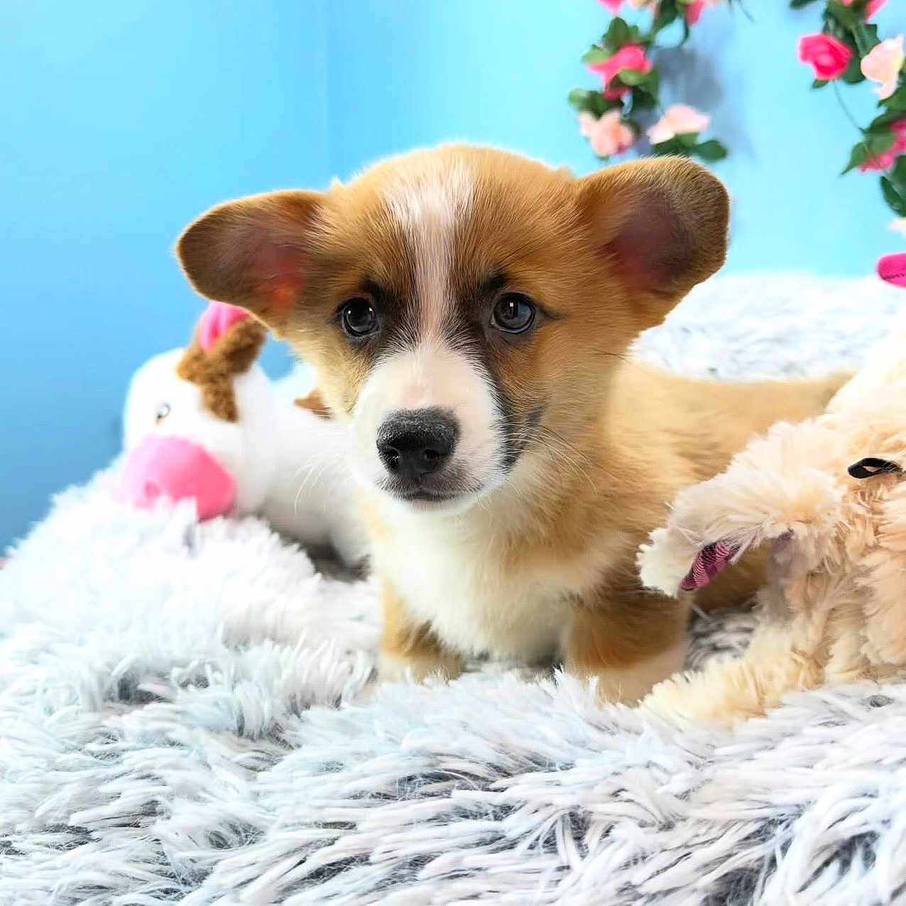 Thor joined the competition — help win amazing prizes! puppy, corgi, dog, cute, pet, fluffy, toys, stuffed_animals, blanket, blue_background, pink_flowers, ears, fur, indoor, closeup, animal, portrait, soft, adorable, young