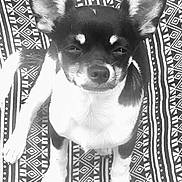 Ruben participe au concours pour gagner de l'argent avec cette photo : dog, chihuahua, small_dog, pet, animal, ears, black_and_white, patterned_background, fabric, sitting, looking_at_camera, close_up, cute, indoor, portrait, fur, face, paw, canine, companion