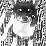 dog, chihuahua, small_dog, pet, animal, ears, black_and_white, patterned_background, fabric, sitting, looking_at_camera, close_up, cute, indoor, portrait, fur, face, paw, canine, companion
