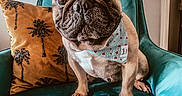 Pooky participe au concours pour gagner de l'argent avec cette photo : dog, french_bulldog, bandana, armchair, pillow, indoor, pet, cute, portrait, animal, fur, ears, face, sitting, looking, teal, yellow, home, decor, cozy