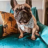 dog, french_bulldog, bandana, armchair, pillow, indoor, pet, cute, portrait, animal, fur, ears, face, sitting, looking, teal, yellow, home, decor, cozy