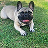 Pooky participe au concours pour gagner de l'argent avec cette photo : dog, french_bulldog, grass, outdoor, pet, animal, tongue, smiling, canine, laying_down, ears, face, muzzle, sunlight, nature, cute, friendly, playful, summer, greenery