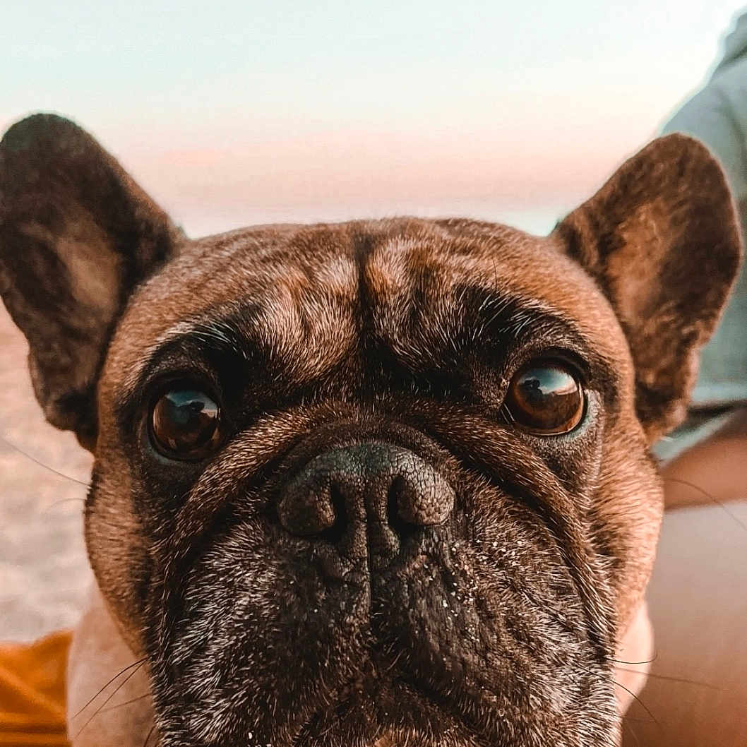 Pooky a rejoint le concours — aidez-le/la à gagner de superbes lots ! dog, french_bulldog, close_up, portrait, pet, animal, brown_fur, black_nose, wrinkles, ears, eyes, blanket, outdoor, sky, sunset, cute, sitting, companion, domestic_animal, face