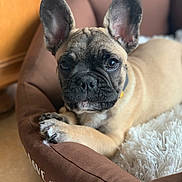 Pooky participe au concours pour gagner de l'argent avec cette photo : dog, french_bulldog, puppy, pet, bed, brown_bed, fluffy_blanket, indoor, animal, cute, ears, paw, fur, resting, looking_at_camera, domestic_animal, canine, young_dog, closeup, cozy