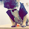 Pooky participe au concours pour gagner de l'argent avec cette photo : dog, french_bulldog, tuxedo, bow_tie, pet, animal, table, indoor, cute, small_dog, portrait, sitting, clothing, face, ears, paw, furniture, adorable, pet_fashion, canine