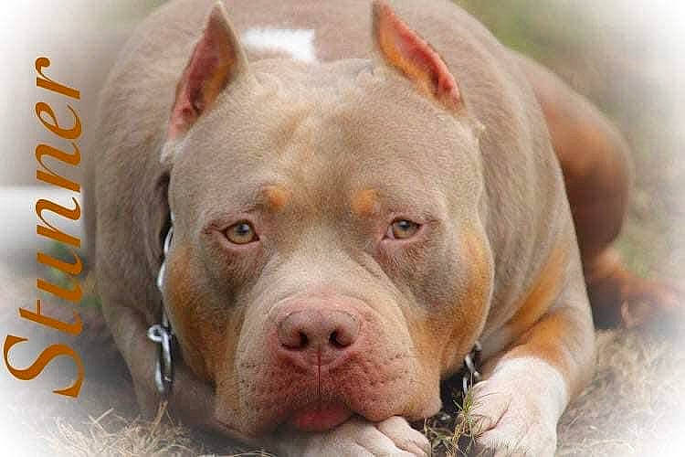 Stunner is registered to the contest to win money with this photo: american_bulldog, american_pit_bull_terrier, american_staffordshire_terrier, ancient_dog_breeds, bulldog, canidae, carnivore, cordoba_fighting_dog, dog, dog_breed, fawn, mammal, non_sporting_group, pit_bull, rare_breed_dog, snout, vertebrate