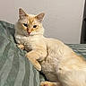 Ms Kitty is registered to the contest to win money with this photo: cat, cream_colored, fluffy, bed, bedspread, striped, relaxed, indoor, pet, animal, feline, lying_down, pink_nose, whiskers, ears, paw, fur, closeup, resting, domestic_cat