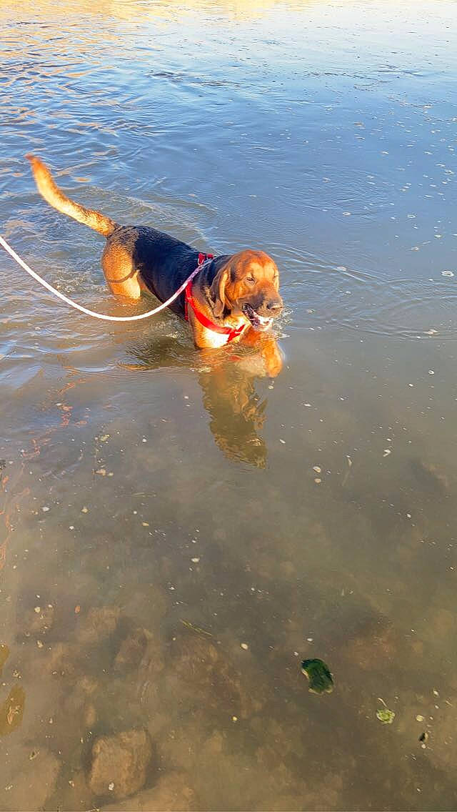Tito is registered to the contest to win money with this photo: beach, canidae, carnivore, collar, companion_dog, dog, dog_breed, fawn, fun, gun_dog, lake, liquid, ocean, recreation, reflection, sporting_group, water, wave, wind_wave, working_animal