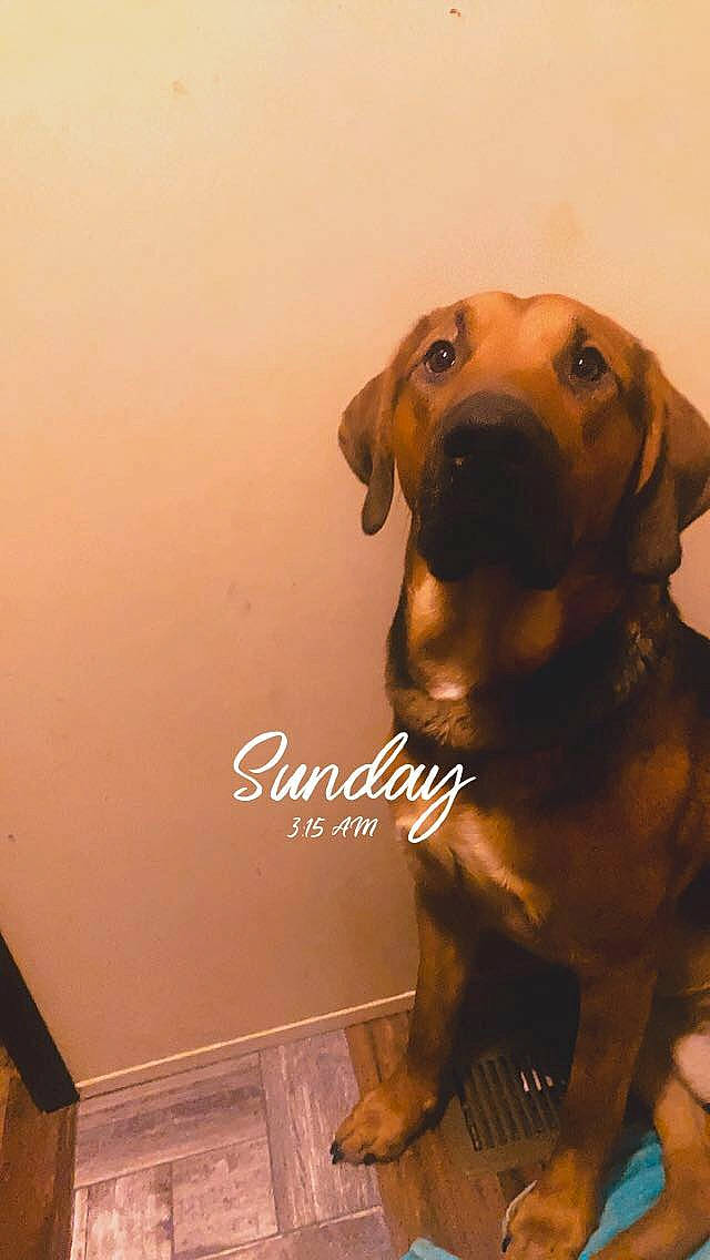 Tito joined the competition — help win amazing prizes! brown, canidae, carnivore, companion_dog, dog, dog_breed, dog_collar, fawn, flooring, fur, guard_dog, hound, liver, pet_supply, snout, sporting_group, whiskers, wood, working_animal, working_dog