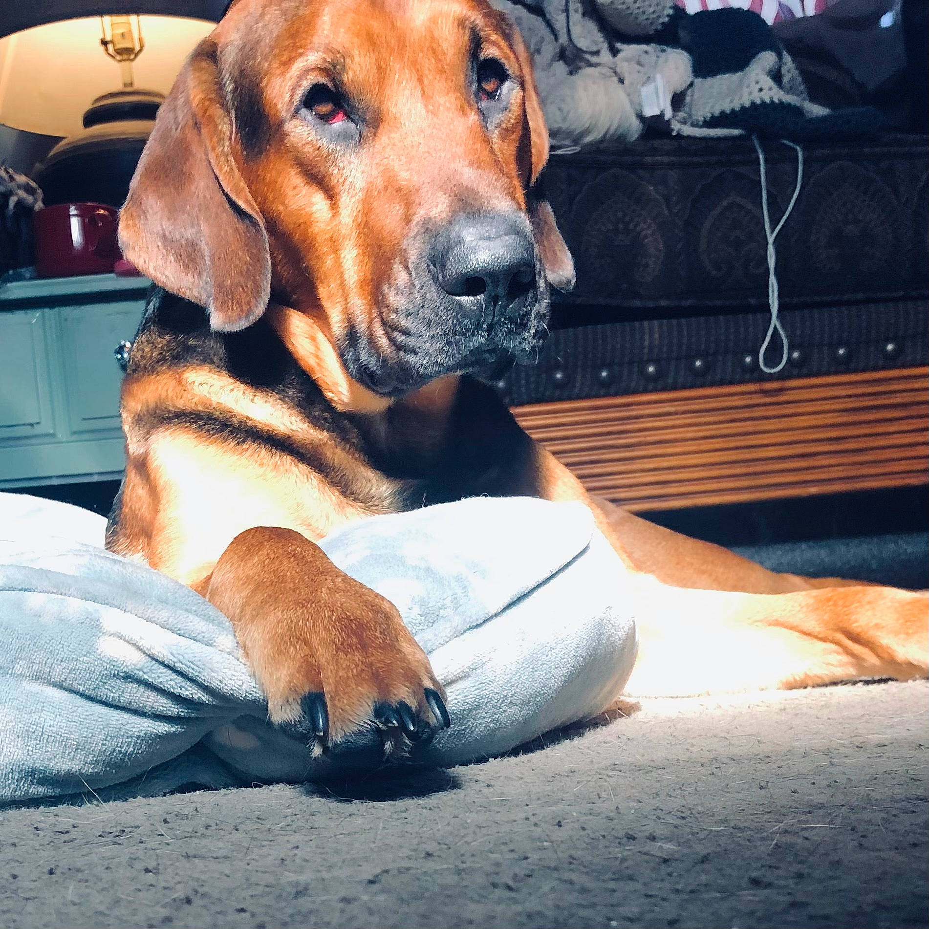 Tito joined the competition — help win amazing prizes! carnivore, comfort, companion_dog, dog, dog_breed, dog_collar, dog_supply, door, fawn, guard_dog, hound, liver, metal, pet_supply, sitting, snout, sporting_group, vehicle_door, whiskers, working_animal