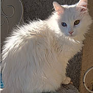 Lilas a rejoint le concours — aidez-le/la à gagner de superbes lots ! animal, blue_eye, cat, closeup, cute, ears, feline, fluffy_fur, fur_texture, green_eye, heterochromia, indoor, pet, portrait, relaxed, shadow, sitting, sunlight, whiskers, white_cat