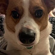 Buckeye is registered to the contest to win money with this photo: dog, close_up, pet, animal, brown, white, nose, ears, fur, indoor, collar, cute, face, expression, looking, whiskers, domestic_animal, mammal, canine, portrait