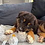 Aïko participe au concours pour gagner de l'argent avec cette photo : puppy, dog, toy, stuffed_animal, blanket, paw, indoor, cute, fur, pet, lying_down, playful, cozy, cushion, brown, black, white, soft, young, animal