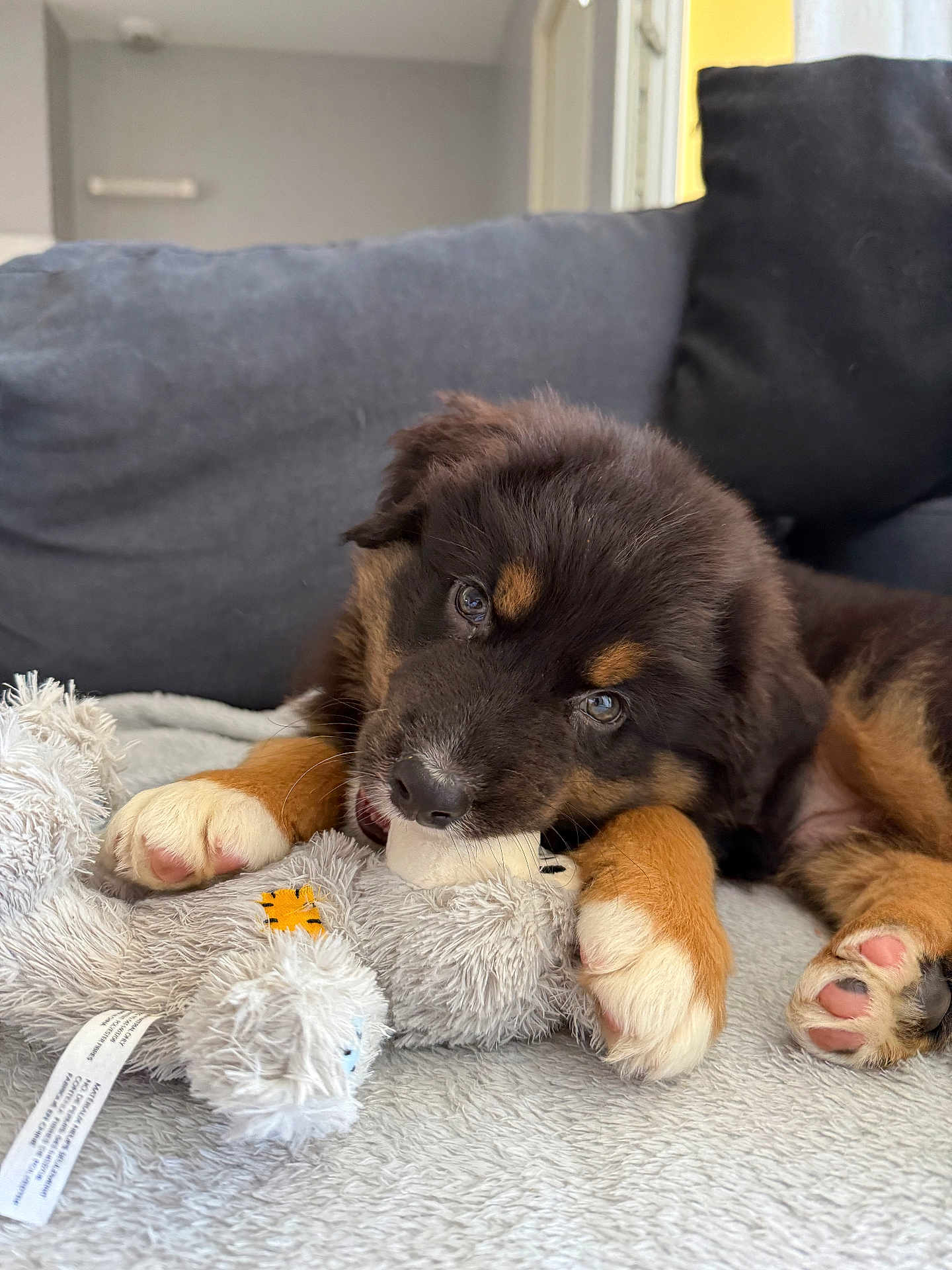 Aïko participe au concours pour gagner de l'argent avec cette photo : puppy, dog, toy, stuffed_animal, blanket, paw, indoor, cute, fur, pet, lying_down, playful, cozy, cushion, brown, black, white, soft, young, animal