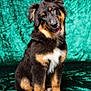 adorable, animal, canine, cute, dog, expression, fluffy, fur, furry, green_background, head_tilt, indoor, looking, pet, portrait, puppy, sitting, studio, tricolor, young