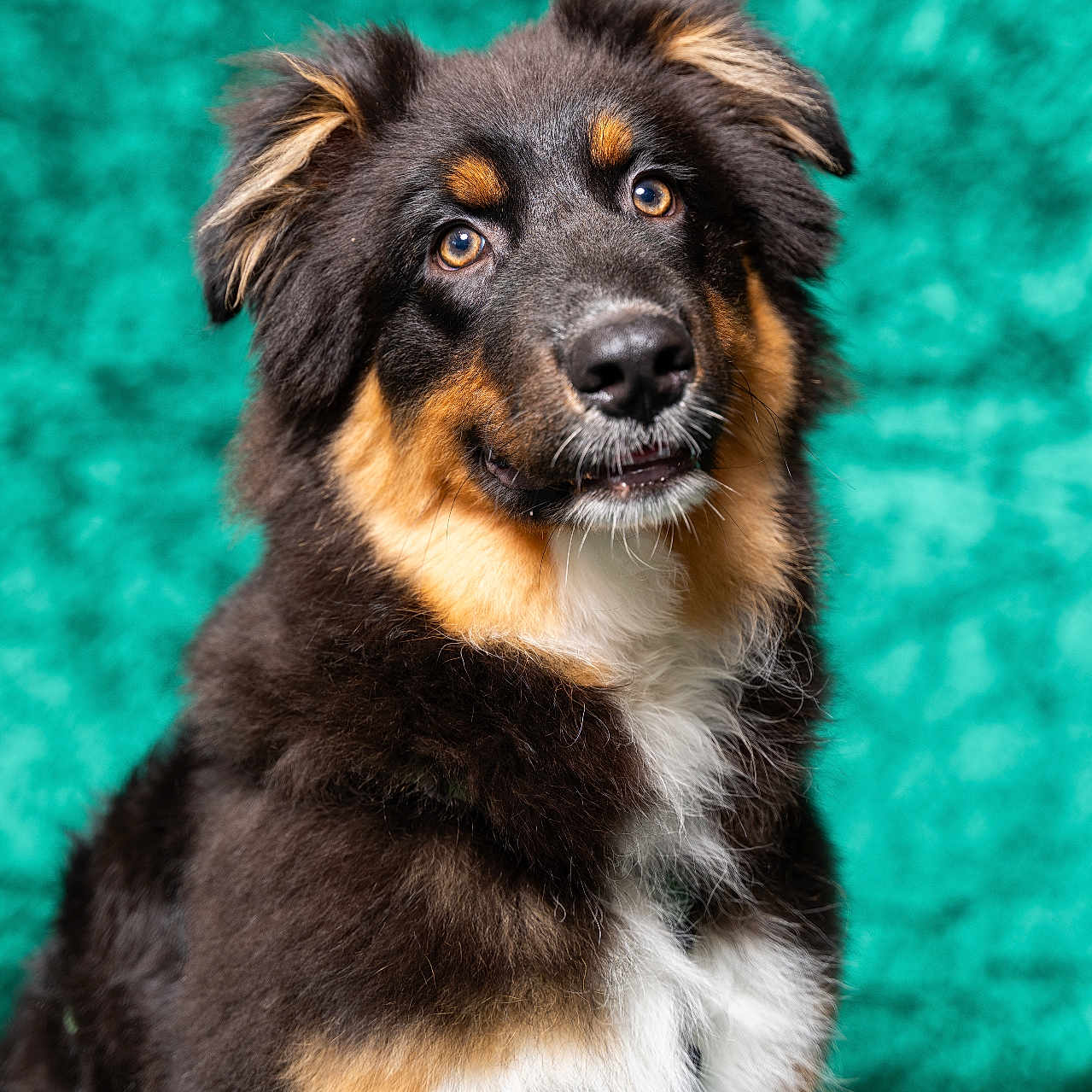 Aïko a rejoint le concours — aidez-le/la à gagner de superbes lots ! adorable, animal, background, black, brown, canine, cute, dog, ears, expression, eyes, face, fluffy, fur, muzzle, pet, portrait, studio, whiskers, white