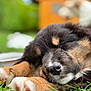 Aïko participe au concours pour gagner de l'argent avec cette photo : puppy, dog, sleeping, close_up, grass, outdoor, blurred_background, fur, paws, nature, animal, cute, resting, pet, young_dog, soft, peaceful, adorable, canine, relaxing
