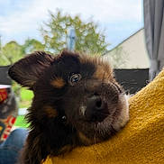 Aïko a rejoint le concours — aidez-le/la à gagner de superbes lots ! puppy, dog, close_up, face, fur, outdoor, yellow_fabric, cute, pet, animal, young_dog, portrait, resting, soft_focus, nature, greenery, sky, whiskers, ears, nose