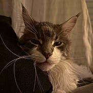 Ryū participe au concours pour gagner de l'argent avec cette photo : animal, blurred_background, cat, close_up, cozy, cushion, domestic_cat, ears, face, feline, fluffy, fur, indoor, pet, portrait, relaxed, resting, sleepy, soft_lighting, whiskers