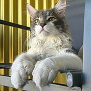 Ryū participe au concours pour gagner de l'argent avec cette photo : cat, fluffy, paws, chair, yellow_background, relaxed, indoor, pet, feline, closeup, whiskers, curious, seated, domestic_animal, portrait, gray_and_white, fur, animal, resting, household