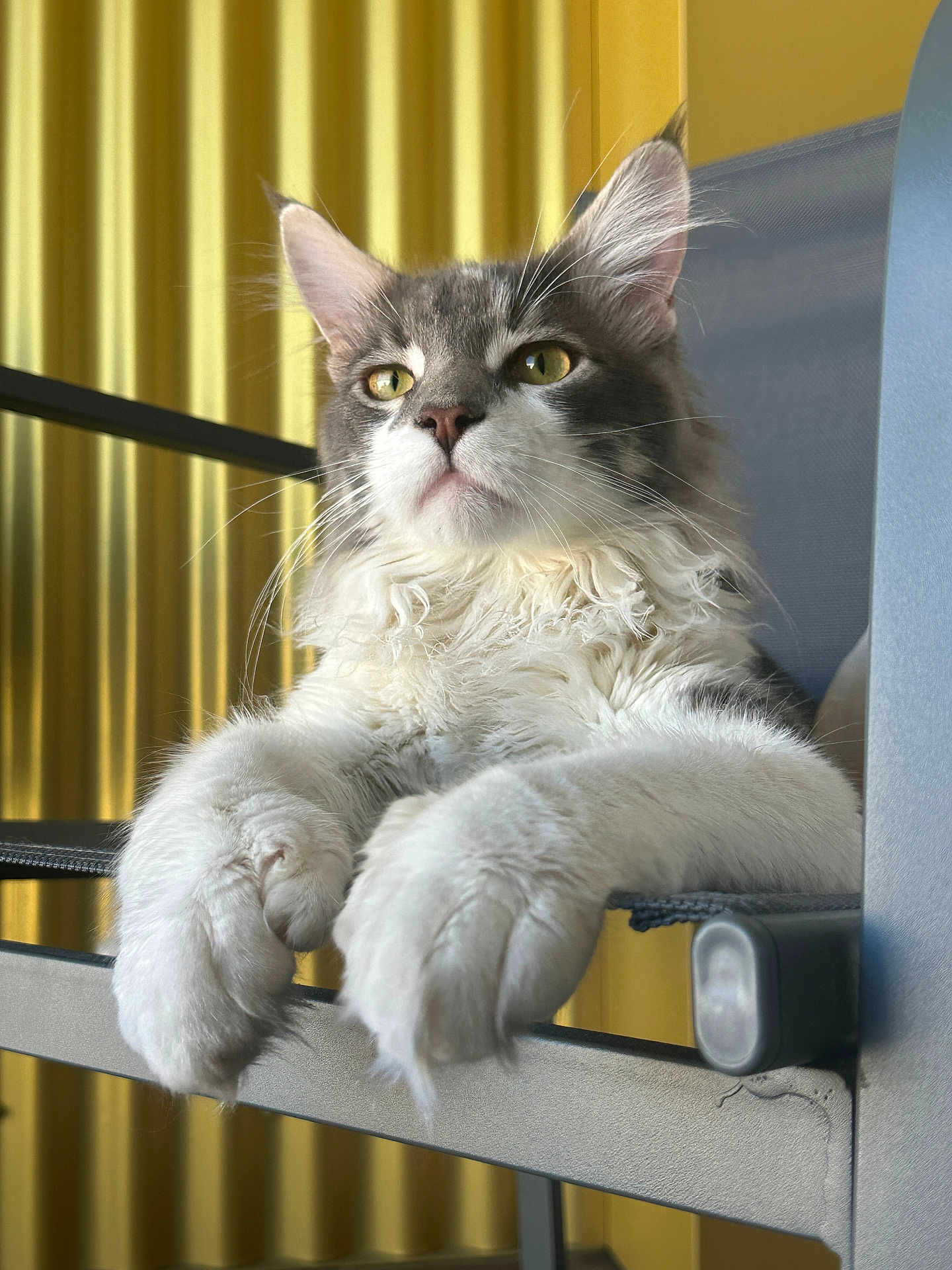 Ryū participe au concours pour gagner de l'argent avec cette photo : cat, fluffy, paws, chair, yellow_background, relaxed, indoor, pet, feline, closeup, whiskers, curious, seated, domestic_animal, portrait, gray_and_white, fur, animal, resting, household