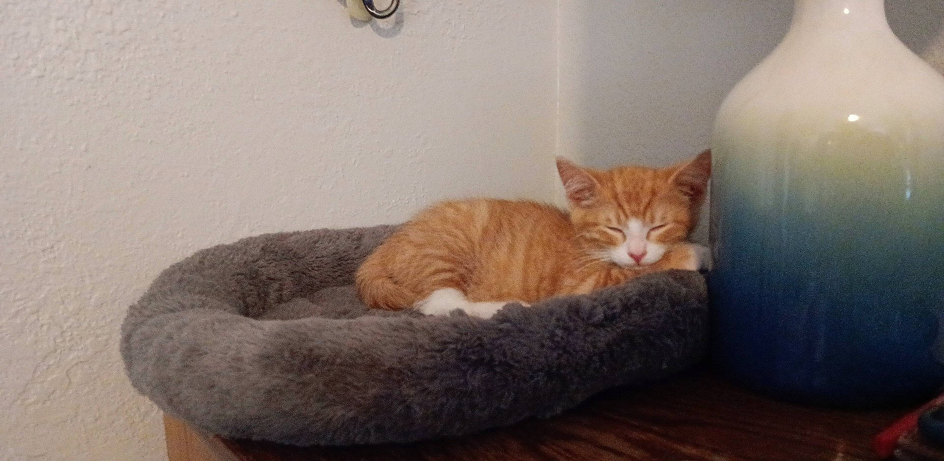 Frank is registered to the contest to win money with this photo: carnivore, cat, cat_bed, cat_supply, comfort, domestic_short_haired_cat, fawn, felidae, flooring, fur, grey, hardwood, linens, paw, room, small_to_medium_sized_cats, snout, tail, whiskers, wood