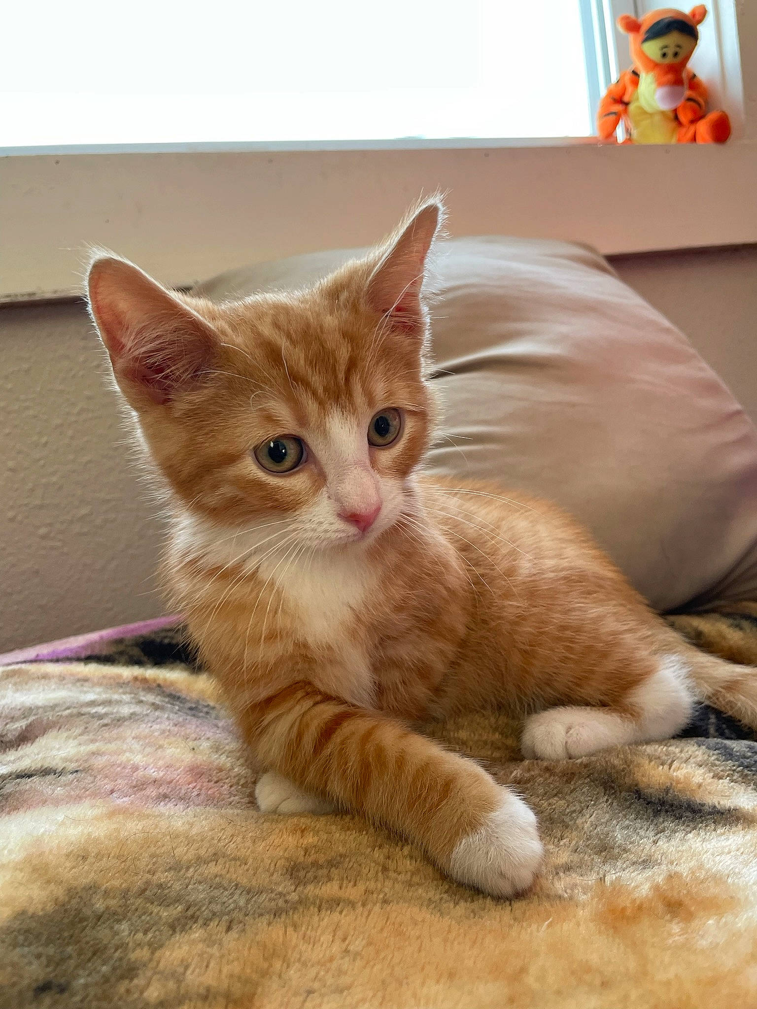 Frank is registered to the contest to win money with this photo: bed, carnivore, cat, cat_furniture, claw, comfort, domestic_short_haired_cat, fawn, felidae, foot, fur, paw, sitting, small_to_medium_sized_cats, snout, tail, whiskers, wood