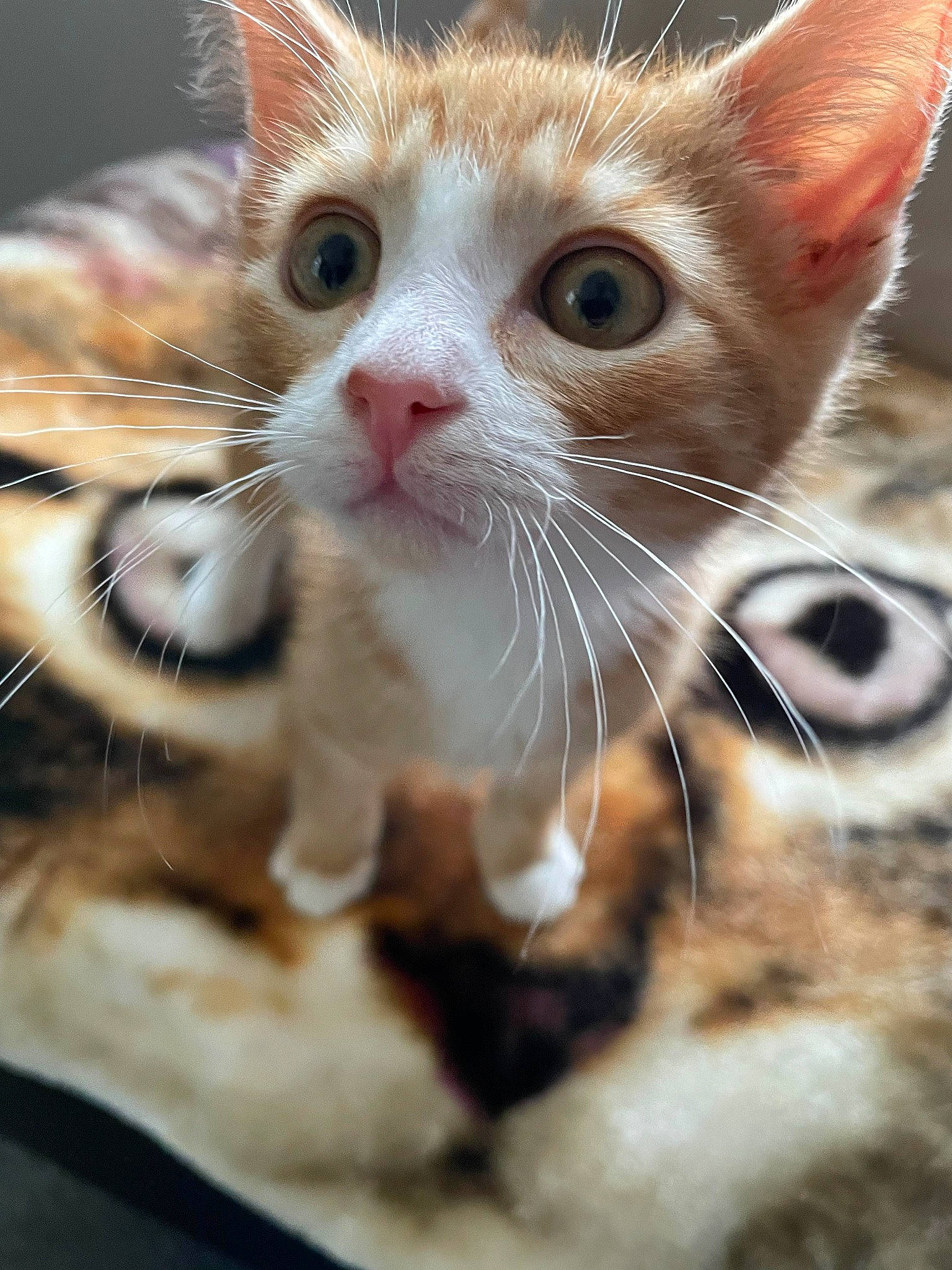 Frank is registered to the contest to win money with this photo: carnivore, cat, claw, domestic_short_haired_cat, ear, eyelash, fawn, felidae, foot, fur, gesture, nail, nose, paw, photo_caption, small_to_medium_sized_cats, snout, tail, whiskers, window