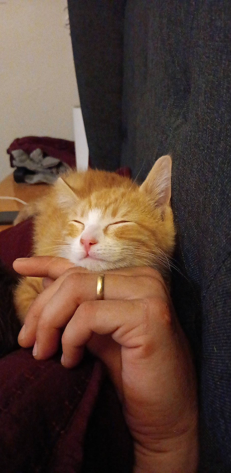 Frank is registered to the contest to win money with this photo: carnivore, cat, claw, comfort, domestic_short_haired_cat, ear, felidae, finger, fur, gesture, hand, lap, nail, paw, small_to_medium_sized_cats, snout, thumb, whiskers, window, wood